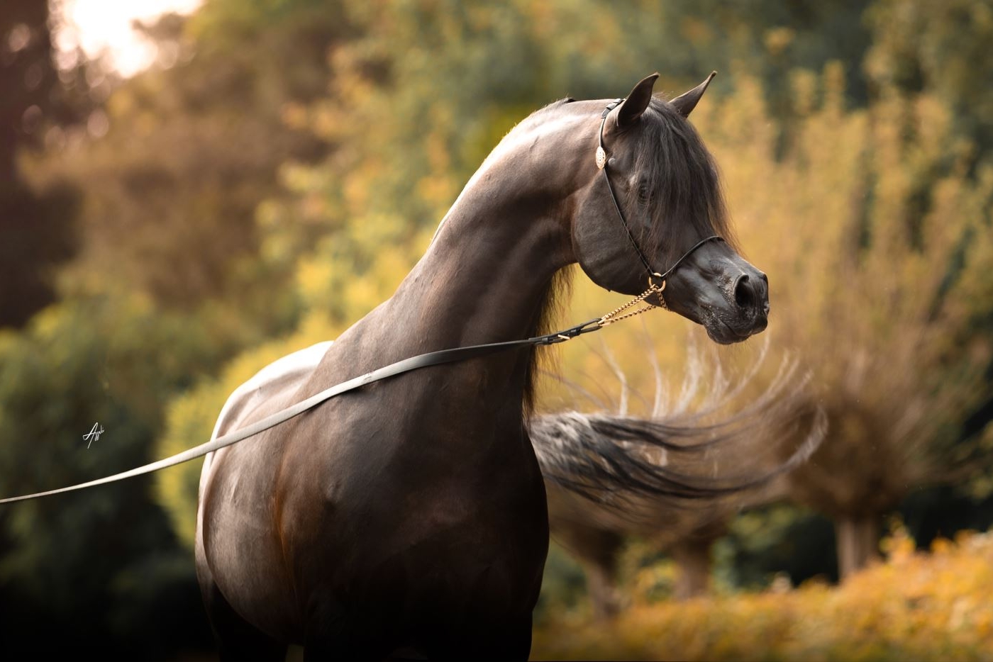 FARID AL HAWAJER